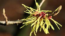 Vílín japonský ´Sulphurea´ (Hamamelis japonica), Zahrada pro nevidomé. Vilín japonský je původem z Japonska a Číny kde roste v horských lesích. Lidé ho pěstují v kultuře přibližně od druhé poloviny 19. století. V domovině roste jako strom s výškou až 10 m