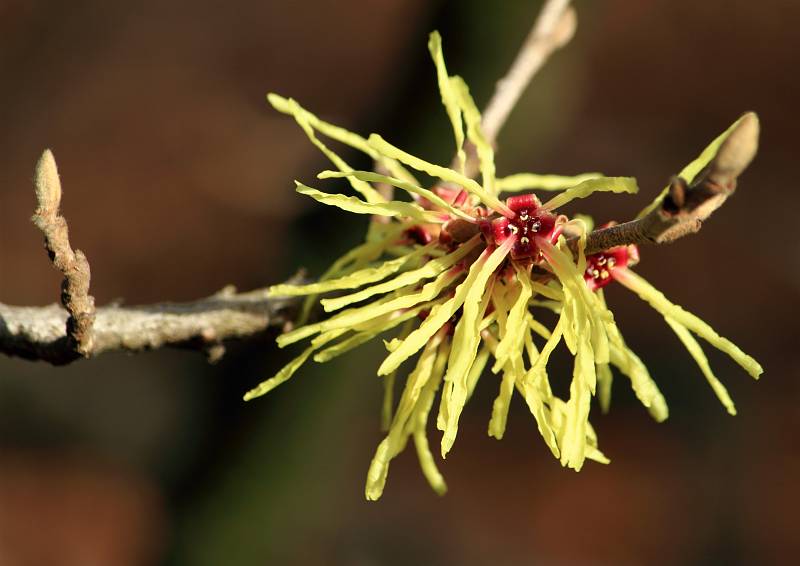 Vílín japonský ´Sulphurea´ (Hamamelis japonica), Zahrada pro nevidomé. Vilín japonský je původem z Japonska a Číny kde roste v horských lesích. Lidé ho pěstují v kultuře přibližně od druhé poloviny 19. století. V domovině roste jako strom s výškou až 10 m