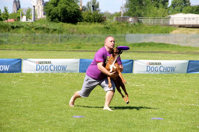 To nejlepší z Dogfrisbee jde o víkendu k vidění v Olomouci