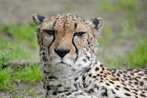 Duma  - samec geparda štíhlého v olomoucké zoo