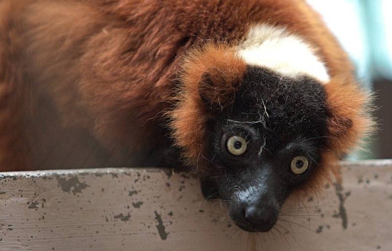 Několik zvířat z pražské zoo kvůli povodni našlo azyl v olomocké zoo na Svatém Kopečku - lemur (vari červený)