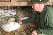 Ondřej Csik, vedoucí záchranné stanice v Pateříně, se zraněnou labutí, kdy ještě bojovala o život