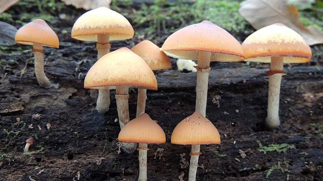 Na tyto houbičky pozor! Jsou smrtelně jedovaté a teď rostou - Olomoucký  deník