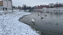 Řeka Morava v Olomouci u vysokoškolských kolejí, 9. února 2021