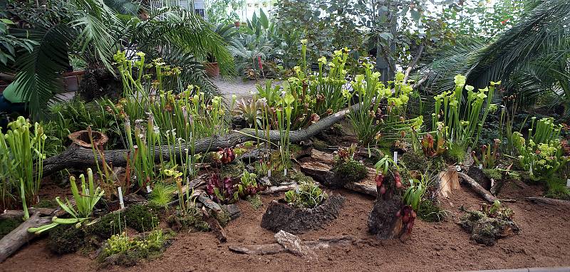 Výstava masožravých rostlin v Palmovém skleníku výstaviště Flora Olomouc.