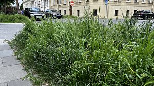 Trávy je v ulicích Olomouce i nad kolena. Narostla díky počasí nebývale, technické služby nestíhají