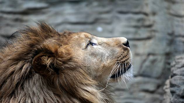 Uzavřená Zoo Olomouc