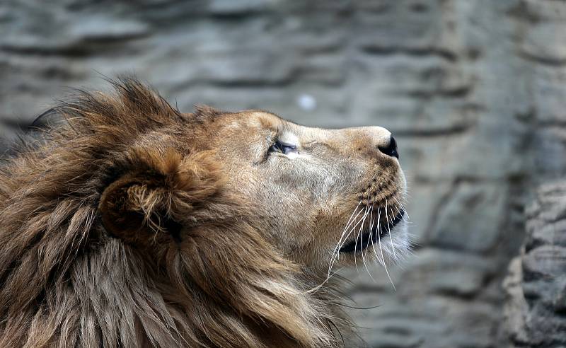 Uzavřená Zoo Olomouc na začátku února 2021