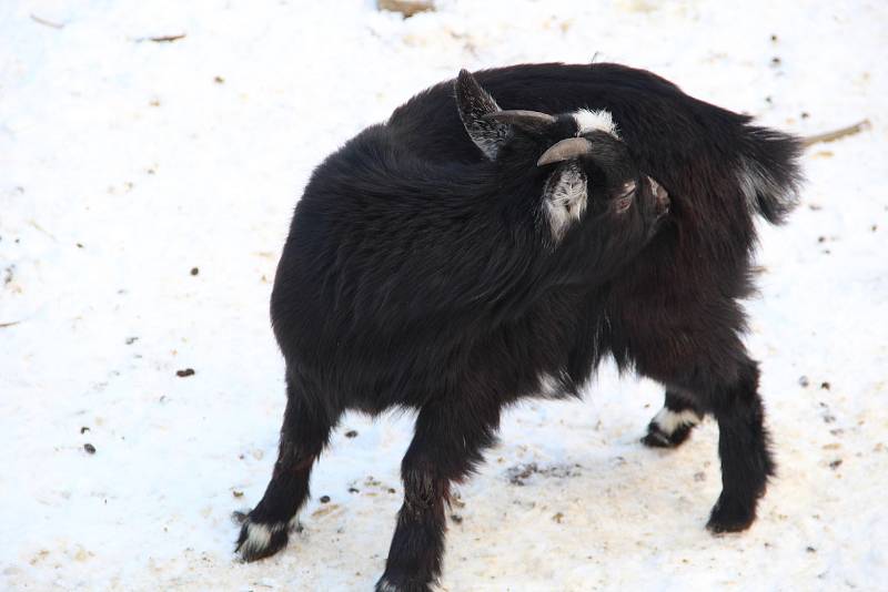 Procházka zasněženou ZOO na Svatém Kopečku - 22. 1. 2022