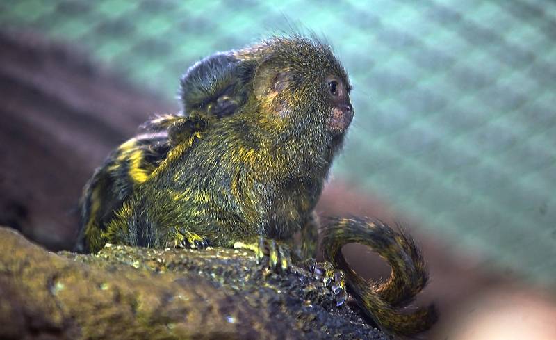 Uzavřená Zoo Olomouc na začátku února 2021