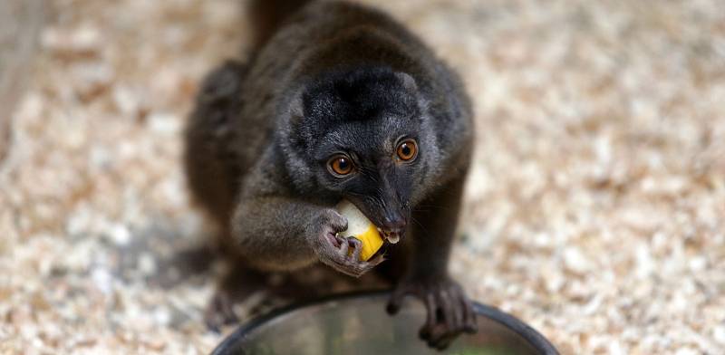 Uzavřená Zoo Olomouc na začátku února 2021