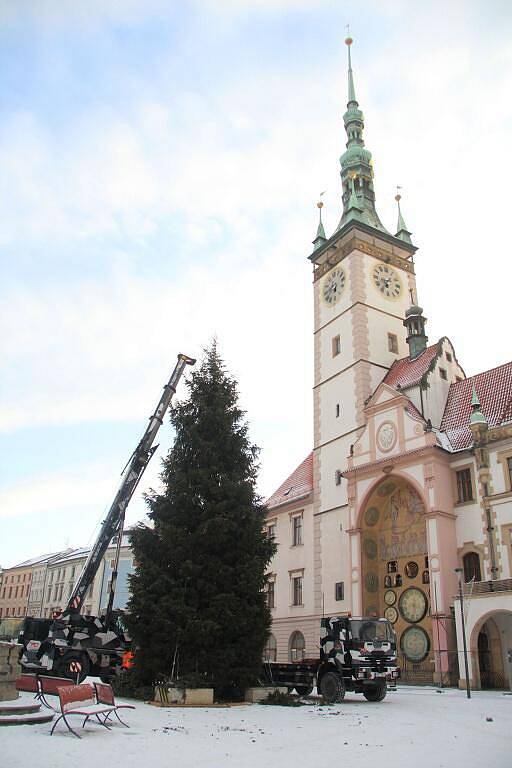 Kácení vánočního stromu na Horním náměstí v Olomouci