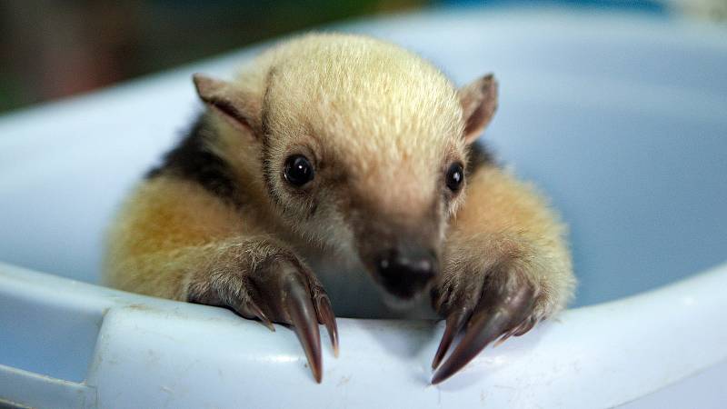 Mládě mravenečníka čtyřprstého v olomoucké zoo