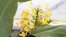 Hedychium gardnerianum.