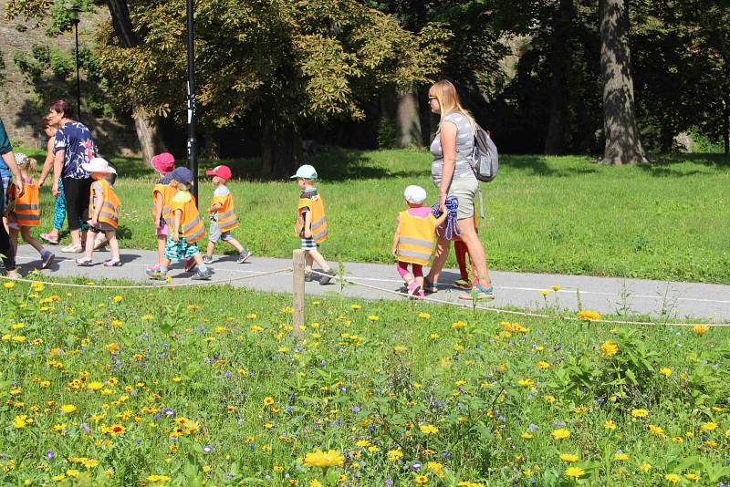 Letničkové záhony v Olomouci