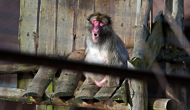 Uzavřená Zoo Olomouc na začátku února 2021