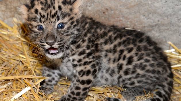 Zoo Olomouc se pochlubila kotětem vzácného levharta. 