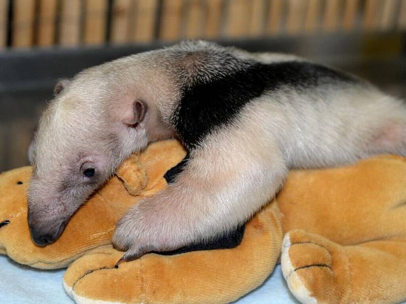 Olomoucká zoo na Svatém Kopečku se pyšní mládětem mravenečníka čtyřprstého. Je jedinou v ČR a na Slovensku, kde se daří rozmnožovat tento pozoruhodný zvířecí druh.