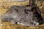 V olomoucké zoo se narodila tři mláďata pakoně běloocasého