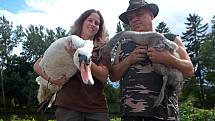 Zachráněné labutě z Želechovic mají nový domov.