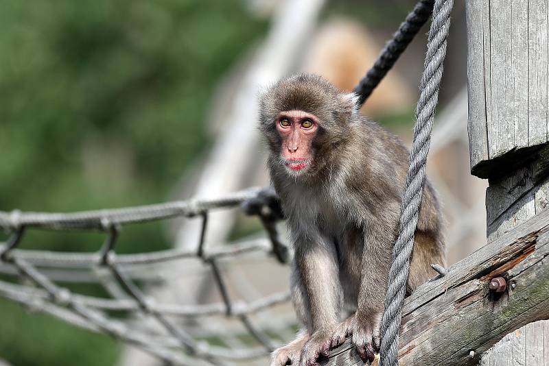 Nová mláďata u makaků v olomoucké zoo