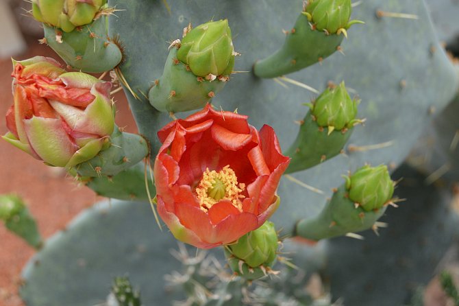 Skleníky v květnu a červnu lákají na kvetoucí kaktusy.