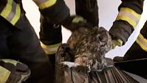 Hasiči zachránili sovu, která uvízla v komíně budovy v Mikulovicích. Odvezli ji s sebou na základnu, kde si ji převzal pracovník záchranné stanice.