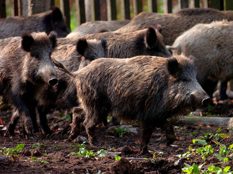 Zvěř je v drtivé většině míst v republice přemnožená