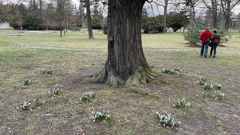 Olomoucké parky krášlí ornamenty a záhony kvetoucích cibulovin, 5. dubna 2022