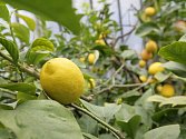 Citrusy v olomouckých sbírkových sklenících