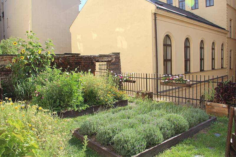 Nová zahrada ve Wurmově ulici v Olomouci, srpen 2022