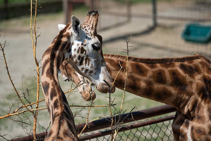 Hezké počasí a bezpočet čerstvě narozených mláďat jsou výzvou k procházce po zoo.