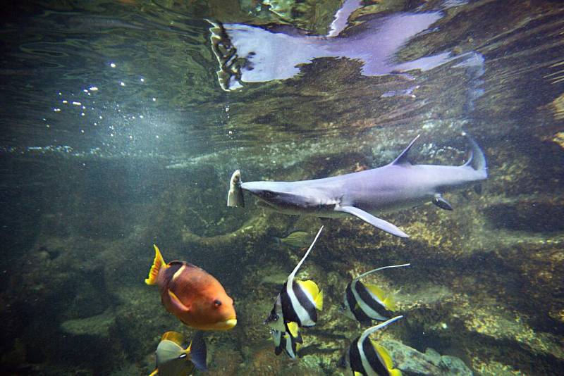 Krmení žraloků v olomoucké zoo