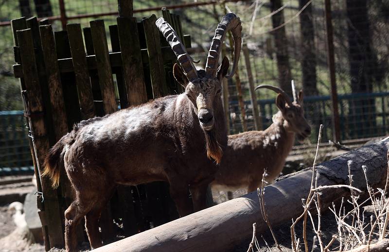 Zoologická zahrada Olomouc v době nouzového stavu