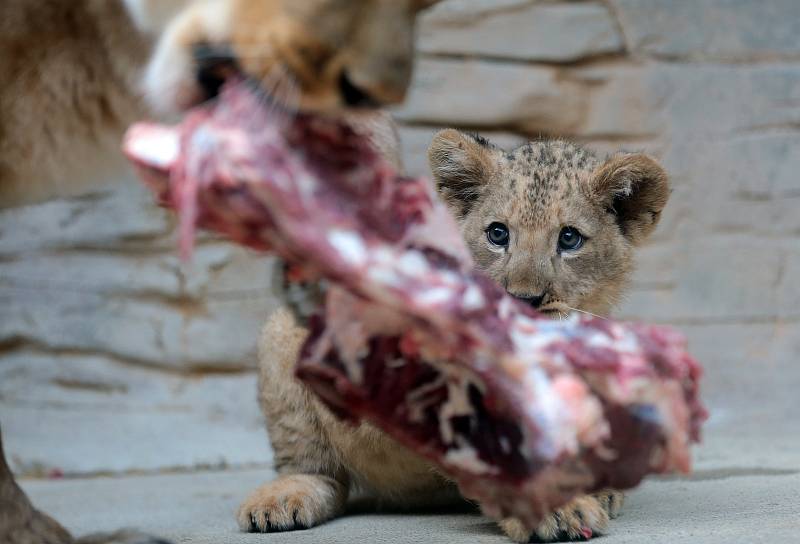 Jubilejní dvacáté lvíče lva berberského odchované v olomoucké zoo.