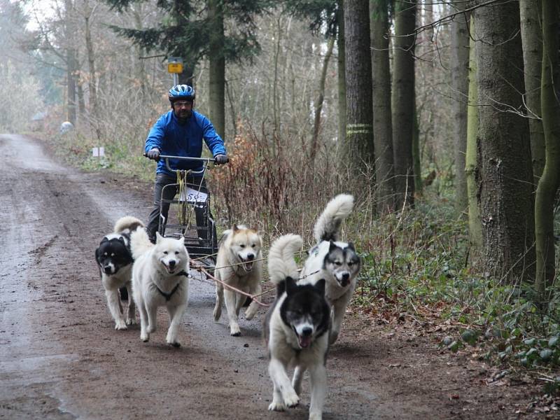 Psí závody v přírodě kolem chaty Pod Věží v olomoucké městské části Radíkov