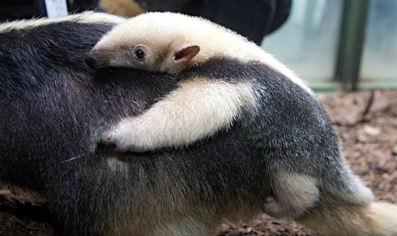 Mládě mravenečníka čtyřprstého v olomoucké zoo