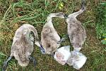 V Želechovicích hynou labutě. Na místě našli ochranáři tři uhynulé ptáky a v blízkosti nich sáčky s návnadou.