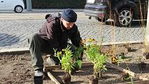 Zahradníci z výstaviště Flora vysazují na třídě Svobody v Olomouci trvalky a jarní cibuloviny