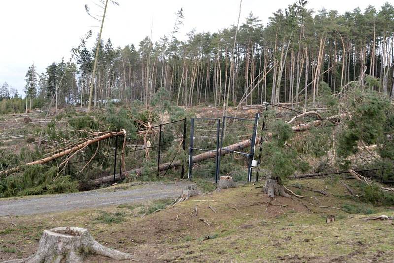 Následky vichru z 10. na 11. 3. 2019 v olomoucké zoo. Výběh kozorožců kavkazských