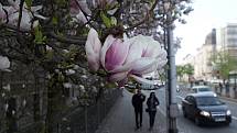 Kvetoucí magnolie na třídě Svobody v Olomouci