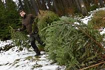 Lesníci v lesích u Lanškrouna hledají pěkné vánoční stromky, hlavně smrčky.