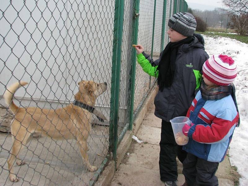 Štěkání na Ježíška v Canis centru v Dolním Třešňovci.