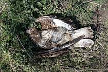 Rozbor potvrdil, že káně lesní nalezené u Vraclavi zahynulo po otravě jedem na hraboše.
