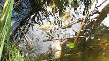 Na rybníku Dlouhý už uhynuly vyšší stovky ryb. FOTO: Lanškrounsko
