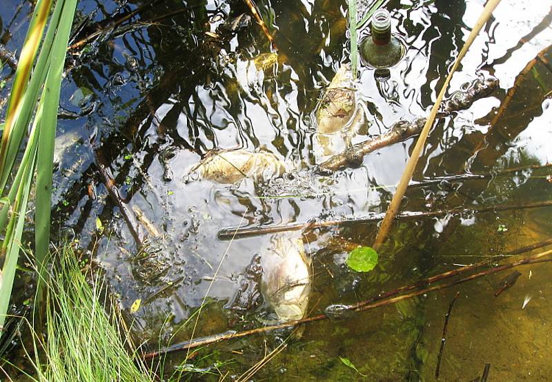 Na rybníku Dlouhý už uhynuly vyšší stovky ryb. FOTO: Lanškrounsko