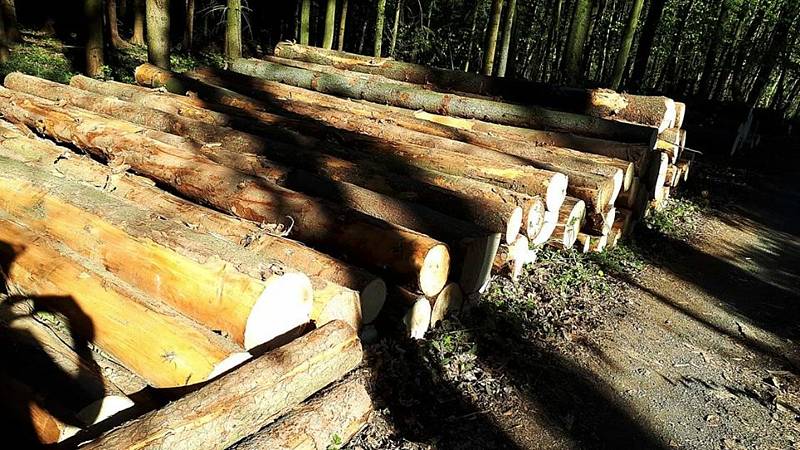 Kácení v městských lesích v Lanškrouně nesou někteří obyvatelé města nelibě. Foto: Facebook