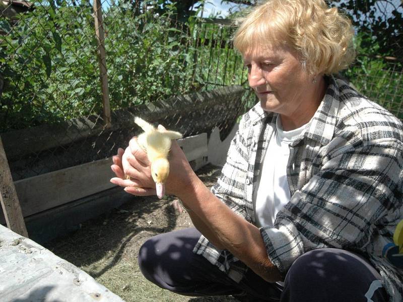 V Noříně na Orlickoústecku byl potvrzen na farmě brojlerů virus ptačí chřipky. Jana Ďuračová s Nořína  se pomalu loučí se svým chovem kachen.