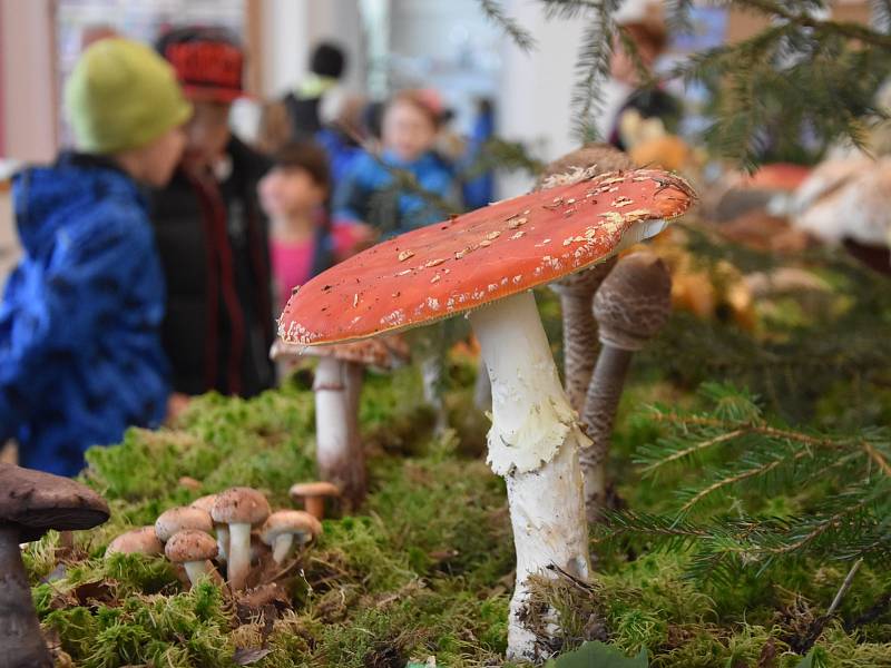 31. ročník výstavy hub na zámku v Chocni. Mykologům se podařilo dát dohromady 530 druhů hub - jedlých, nejedlých, jedovatých i vzácných.