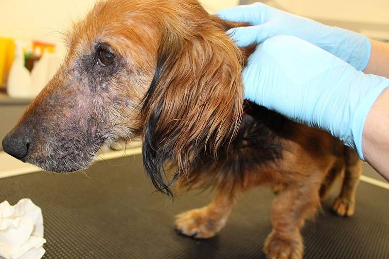 Jezevčík Bohoušek při příjmu na veterinární kliniku.